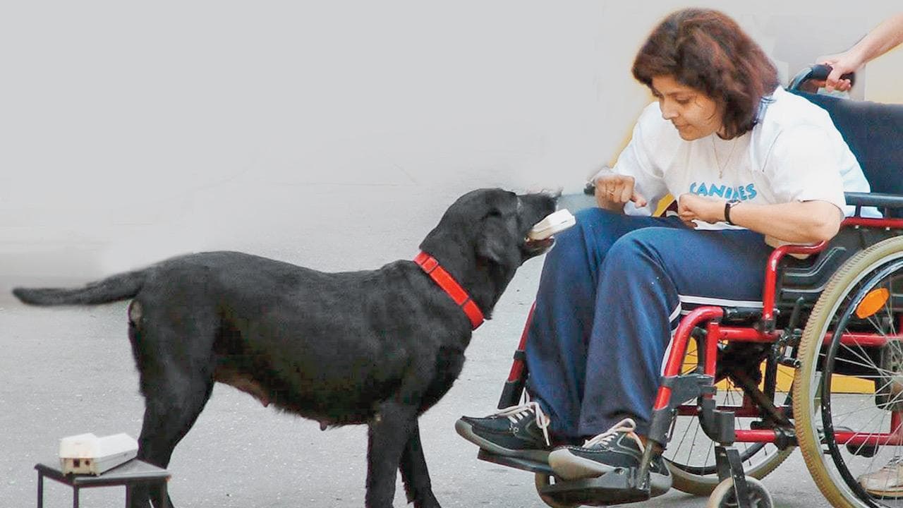 Learn how dogs can be of assistance to those with mobility impairment