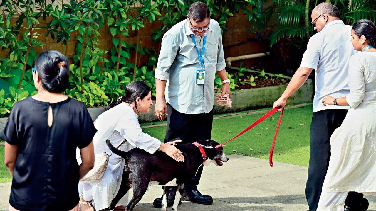 ‘Bombay House basement is a haven for strays,’ staffers say