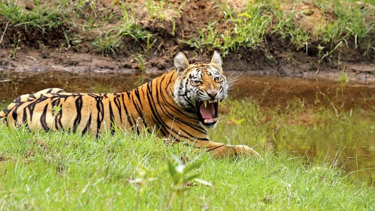 Maharashtra: Tigress that killed 11 persons in Chandrapur district caged